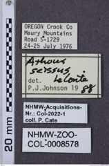 Etiketten zu Athous scissus (NHMW-ZOO-COL-0008578)